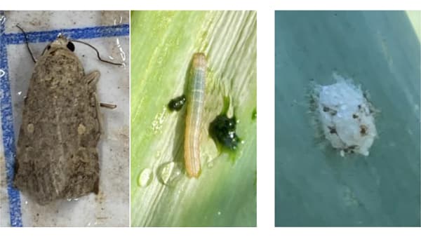 【注意報】ネギ、野菜・花き類にシロイチモジヨトウ　県下全域で多発に注意　富山県