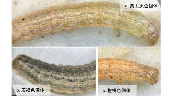 【特殊報】クサシロキヨトウ　県内で初めて確認　沖縄県
