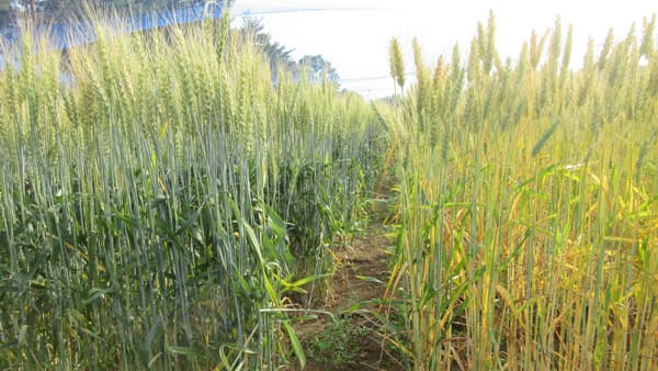 温暖化対策で世界が注目の国際農研の「ＢＮＩ強化コムギ」　インドでも成果　今春から北海道で試験作付けへ