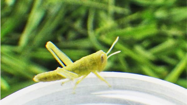 サバクトビバッタの乾燥適応戦略を解明　卵黄の温存が幼虫の生存期間を延長　国際農研