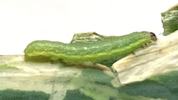 【注意報】シロイチモジヨトウ　県内全域で多発に注意　石川県