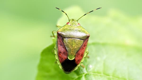 【注意報】ウメ、モモなど果樹全般にカメムシ類　県内全域で多発のおそれ　愛知県