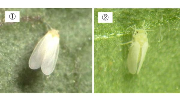 【注意報】野菜類にコナジラミ類　県下全域で多発のおそれ　岐阜県