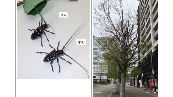 特定外来生物ツヤハダゴマダラカミキリ　室内試験による樹種選好性の評価　農研機構