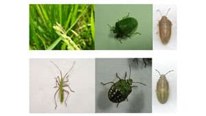 水稲に斑点米カメムシ類　やや多発のおそれ