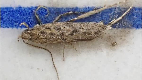 【特殊報】トマトキバガ　県内で初めて確認　栃木県