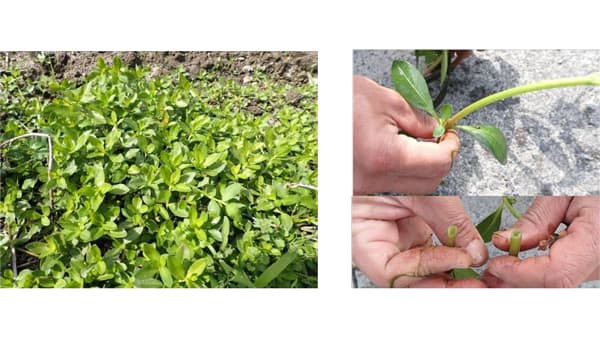 【特殊報】水稲にナガエツルノゲイトウ　県内の水田で初めて確認　岡山県