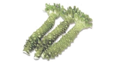 ワサビを染色体レベルでゲノム解読に成功　岐阜大学