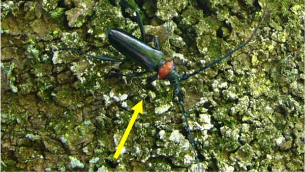 【特殊報】ウメにクビアカツヤカミキリ　県内で初めて確認　千葉県