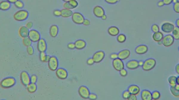 日本初　酒販店主導で泡盛醸造用酵母「南島1号」開発　南島酒販
