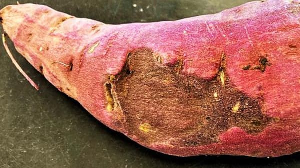 かんしょにサツマイモ炭腐病　県内で初めて確認