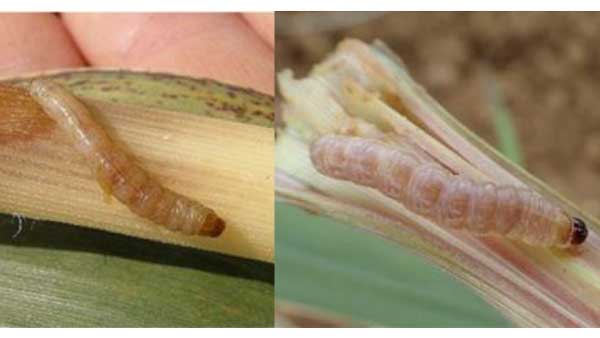 【注意報】さとうきびにメイチュウ類　先島諸島、南大東島で多発のおそれ　沖縄県