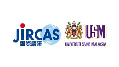 パーム古木　デンプン蓄積メカニズムを解明　持続可能なパーム産業の実現へ　国際農研