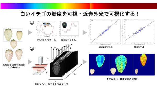 白イチゴの糖度を可視・近赤外光で見える化　名古屋大×農研機構