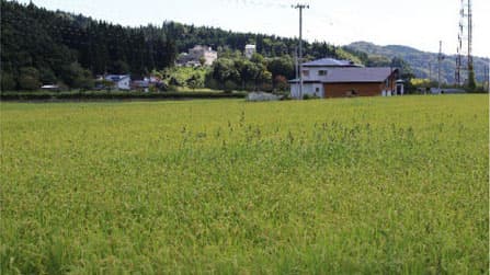 タイヌビエのゲノムを高精度解読　除草剤に抵抗性を持つ水田の雑草タイヌビエの高精度ゲノム解読に成功