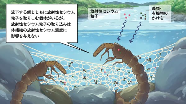 水生昆虫への放射性セシウム粒子の移行を解明　国立環境研究所など