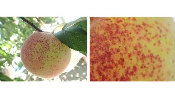 【特殊報】モモほ場で「モモ果実赤点病」県内で初めて確認　愛知県