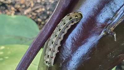 【注意報】ダイズ、野菜類、花き類にハスモンヨトウ　県内全域で多発のおそれ　愛知県