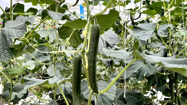 キュウリ収穫ロボット　ＪＡ全農ぐんまへがレンタル導入　AGRIST