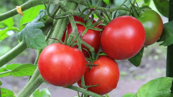 【注意報】トマトの黄化葉巻病とタバココナジラミ　県下全域で多発　宮崎県