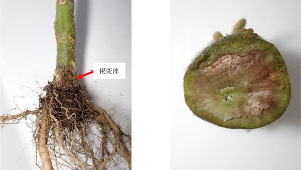 【特殊報】ミニトマトに「トマト立枯病」県内で初めて確認　長崎県