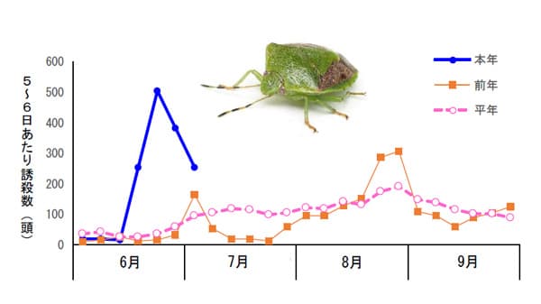 モモ、カキなどに果樹カメムシ類　県北部で多発のおそれ