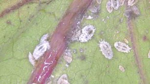 ナスにクロテンコナカイガラムシ　県内で初めて発生を確認