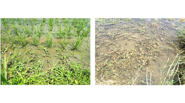 【特殊報】水稲に特定外来生物のナガエツルノゲイトウ　尾張地域のほ場で確認　愛知県