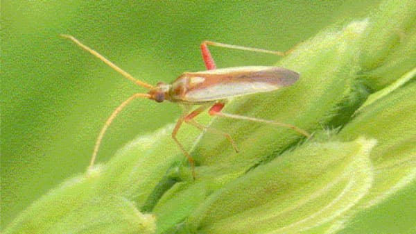 【注意報】いね斑点米カメムシ類　県下全域で多発のおそれ　山形県