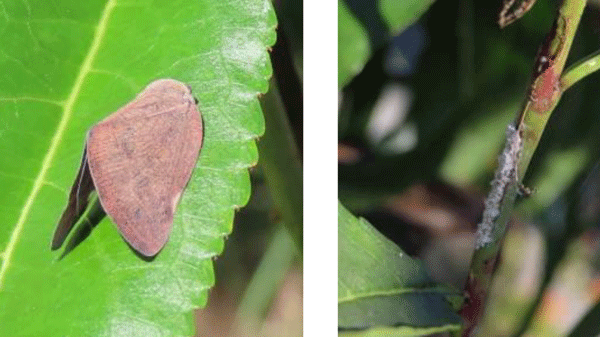 【特殊報】ミカン、モモにチュウゴクアミガサハゴロモ　県内の農地で確認　岡山県