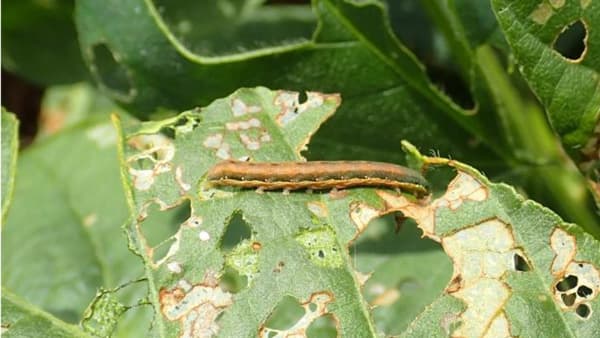 【注意報】ネギ、ダイズ等にシロイチモジヨトウ　県内全域で多発のおそれ　埼玉県
