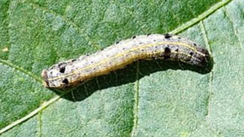 【注意報】大豆、野菜類、花き類にハスモンヨトウ　県内全域で多発のおそれ　佐賀県