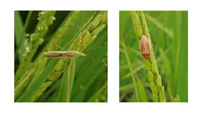 【注意報】水稲（普通期稲）に斑点米カメムシ類　県下全域で多発のおそれ　高知県