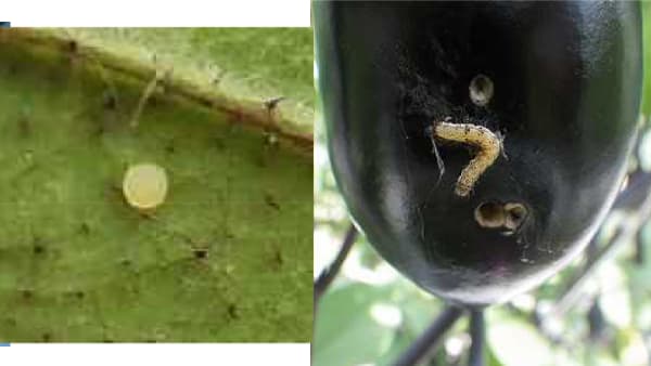 【注意報】野菜類にオオタバコガ　県内全域で多発のおそれ　徳島県