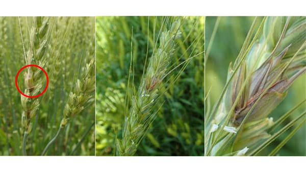 【注意報】ムギ類に赤かび病　県内全域で多発のおそれ　埼玉県