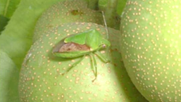 ナシ、リンゴに果樹カメムシ類　県内全域で多発のおそれ