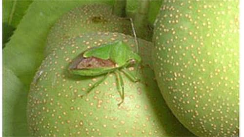 【注意報】モモ、スモモ、ウメ等に果樹カメムシ類　県内全域で多発のおそれ　群馬県