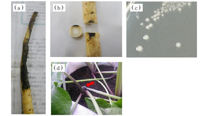 ゴボウ軟腐病　ゴボウの病害を国内で初めて確認