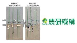 ハス田の泥中のレンコンを食べる「カモ被害」実態を初めて確認　農研機構