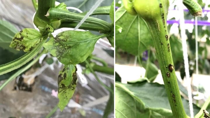 ピーマン施設ほ場で病原ウイルス「TZSV」が発生　国内で初めて確認