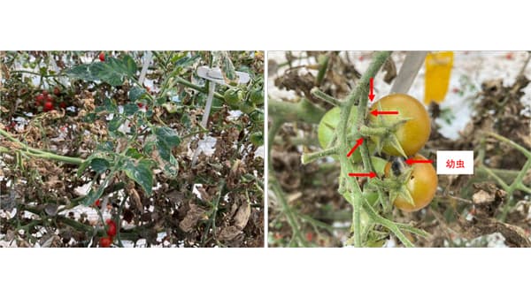 【注意報】トマトキバガ　県内全域で多発のおそれ　熊本県