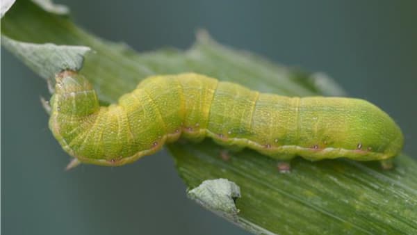 【注意報】野菜、花き類にシロイチモジヨトウ　県内全域で多発のおそれ　広島県
