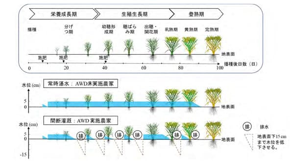 メコンデルタにおける間断灌漑技術のメリットをLCAで評価　国際農研