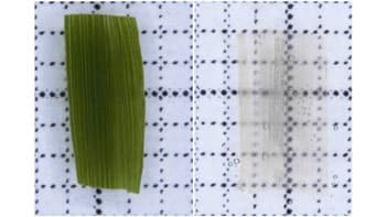 動植物共通の透明化法開発に成功　農作物の品種改良などに貢献