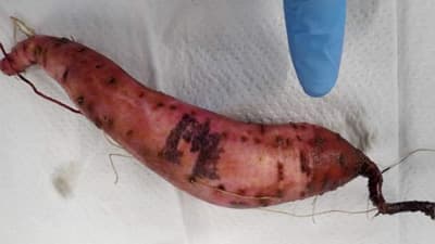 サツマイモ基腐病　県内で初めて確認