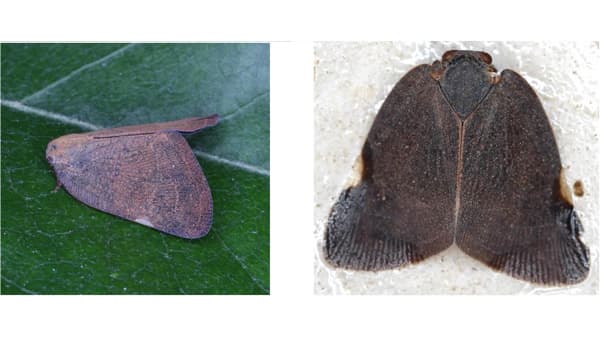 【特殊報】チャ、植木類、果樹類にチュウゴクアミガサハゴロモ　農業被害を初めて確認　東京都