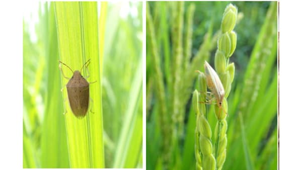 【注意報】イネカメムシ　県内全域で多発のおそれ　埼玉県