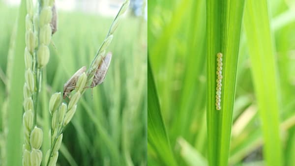 【注意報】イネカメムシ　県内全域で多発のおそれ　埼玉県