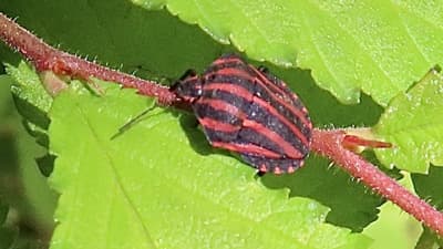 【注意報】斑点米カメムシ類の多発に注意　石川県