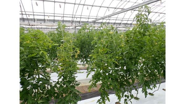 【特殊報】トマト黄化病　県内で初めて発生を確認　山口県